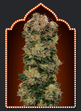 An image of Auto Sweet Soma