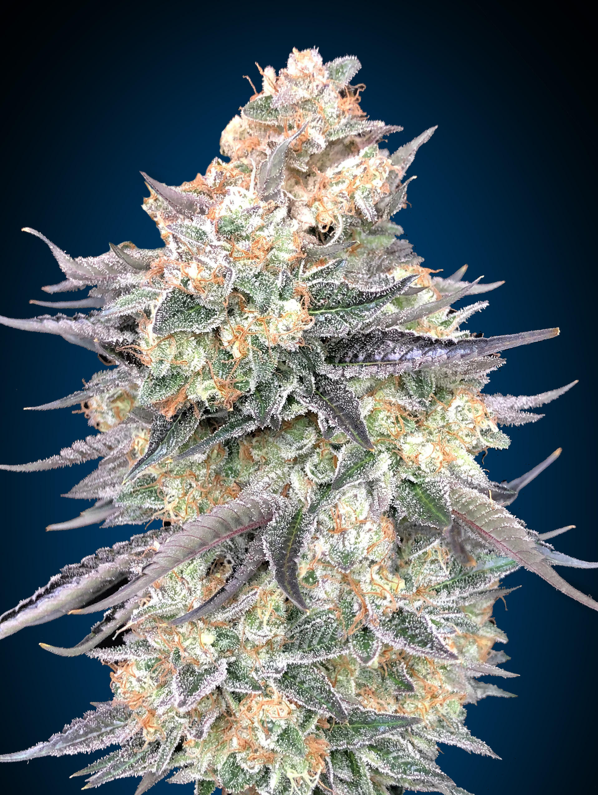 An image of Blue Dream