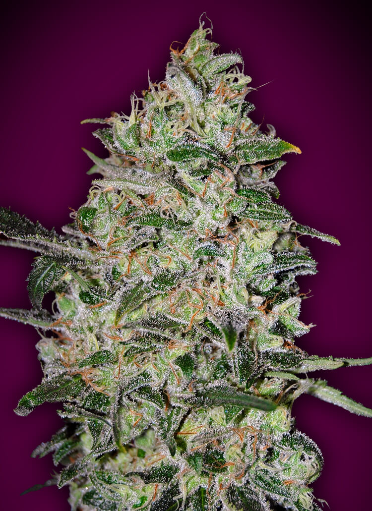 An image of Bubble Gum Fast