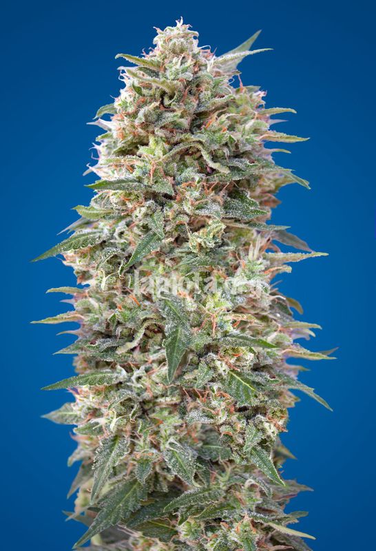 An image of California Kush