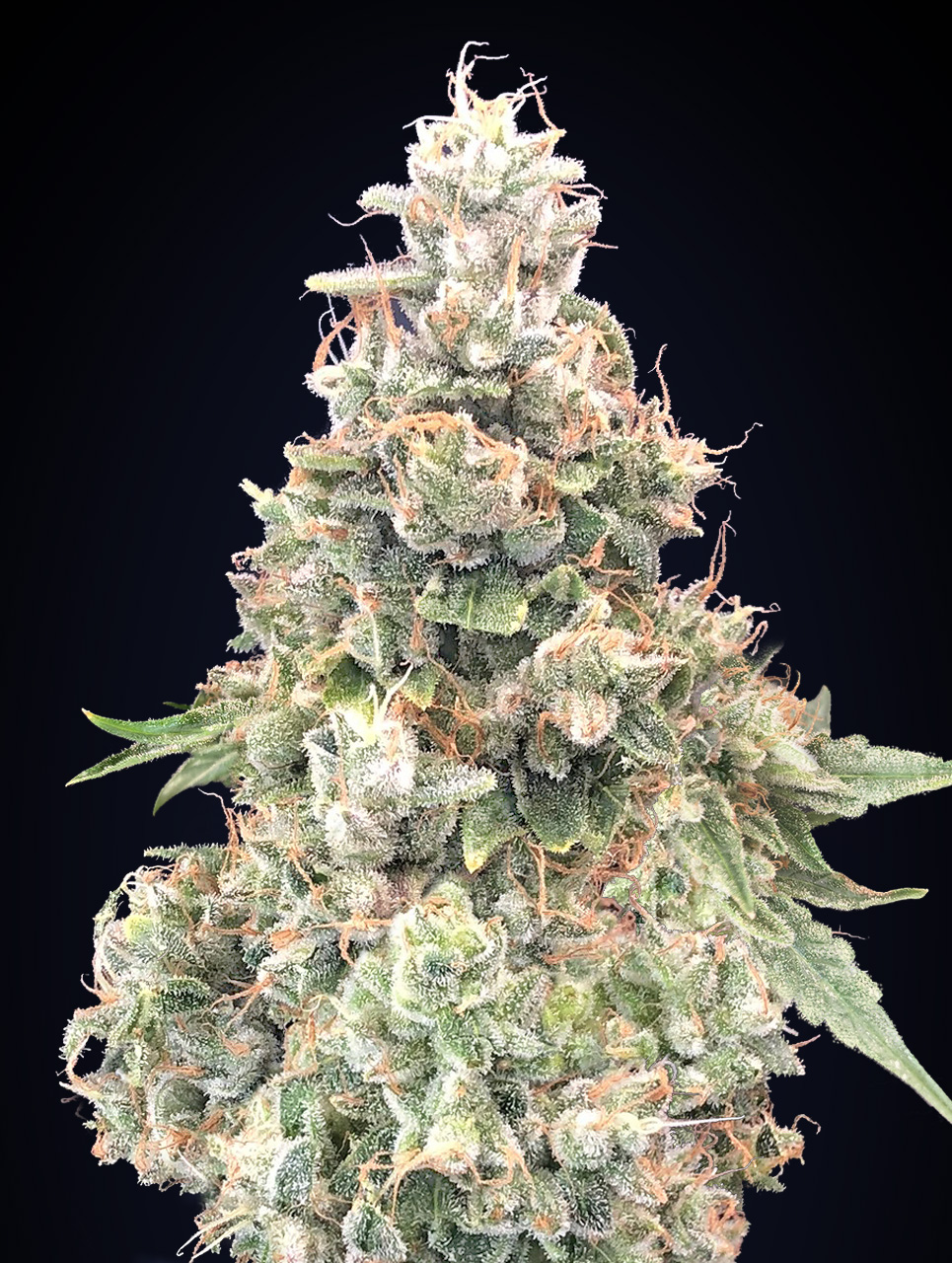 An image of California Kush Fast
