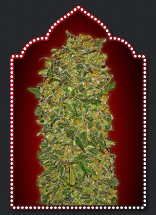 An image of Chocolate Kush
