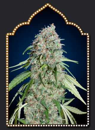 An image of Chocolate Skunk CBD