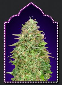 An image of Critical Poison Fast Version
