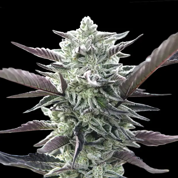 An image of Oreoz