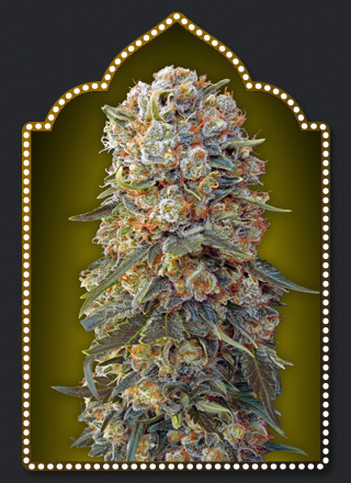 An image of Sweet Critical