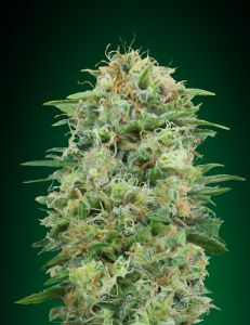An image of White Widow CBD