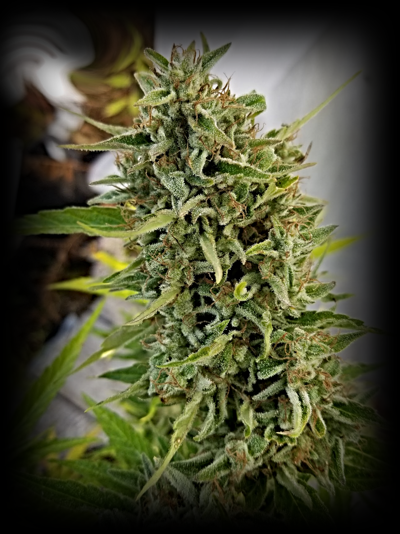 An image of Jacked Up Lemon Skunk Auto