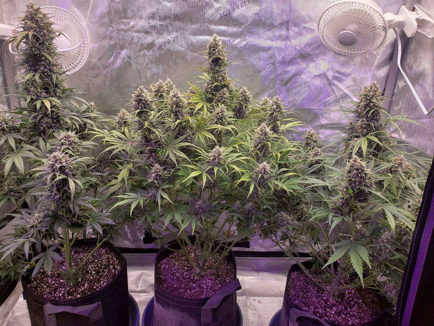 An image of Strawberry Cheesecake Auto V2