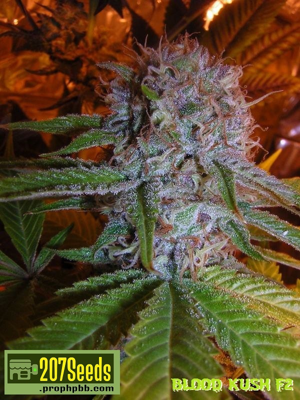 An image of Blood Kush F2