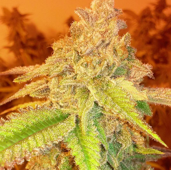 An image of BlackberryKush