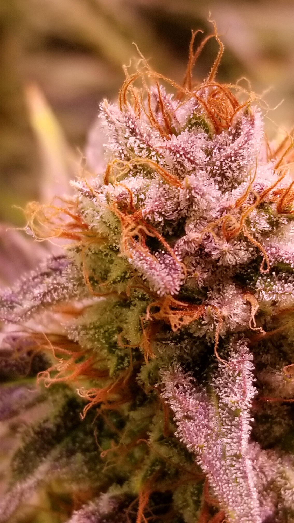 An image of American Zkittlez
