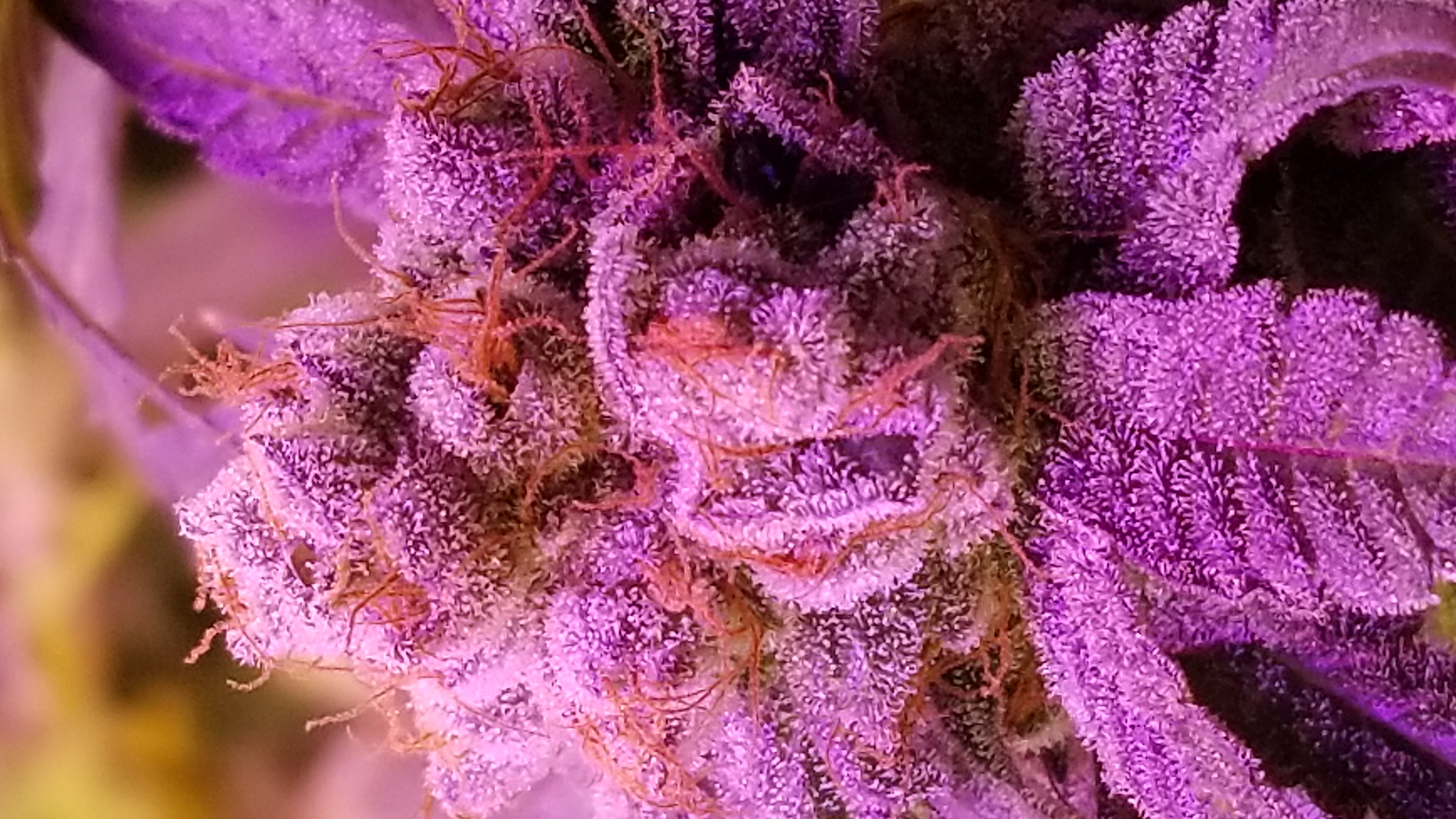 An image of Candylicious