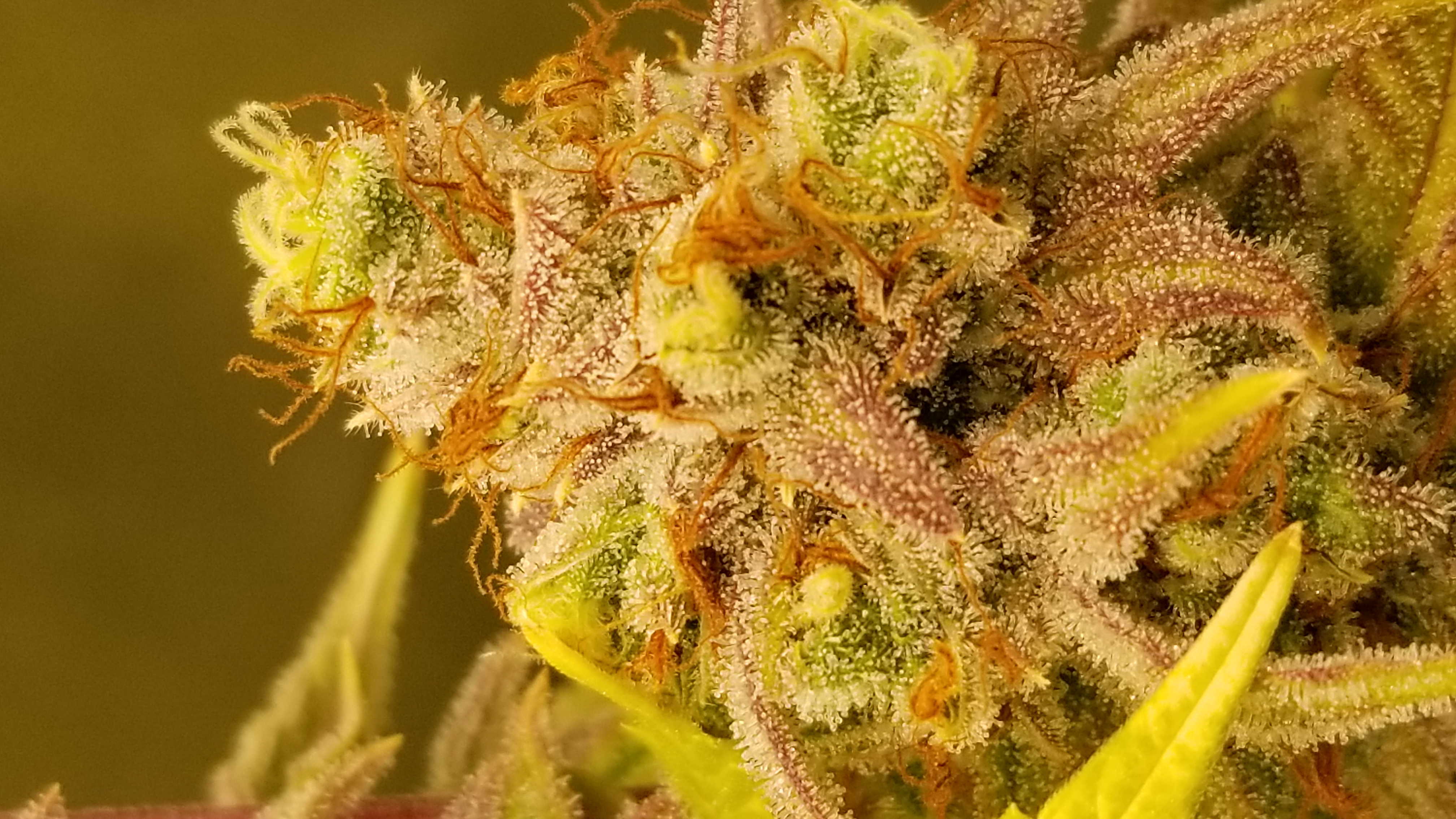 An image of Dawggone Skunk
