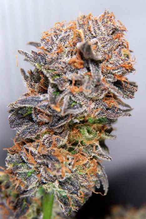 An image of Querkle