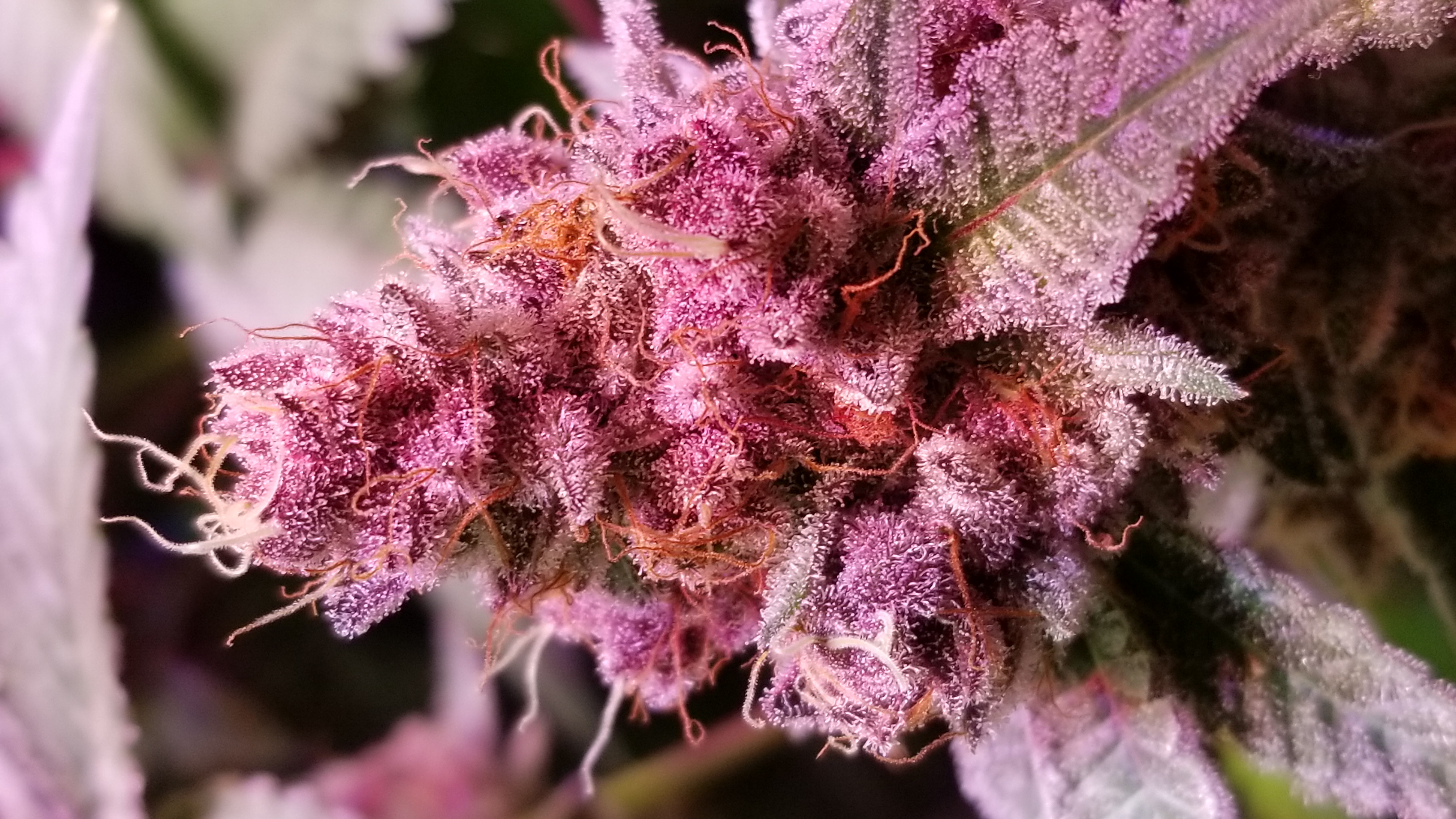 An image of Tropicana Grape