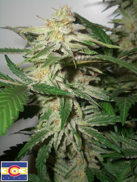 An image of Apex Kush