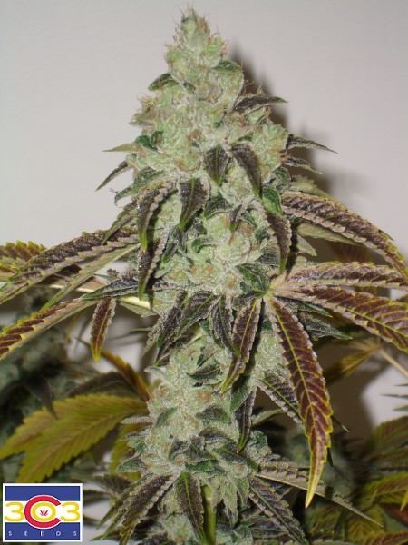 An image of Aspen OG