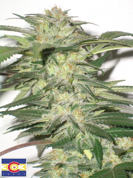 An image of Bio-Diesel