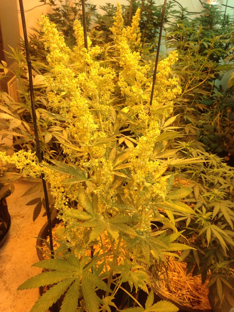 An image of Monster Cookies