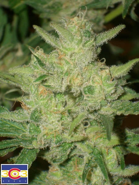 An image of NightStar