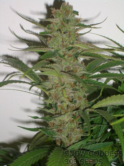 An image of Snow Goddess