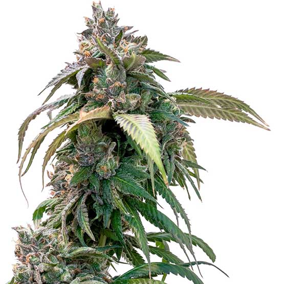 An image of Pink Lemonade