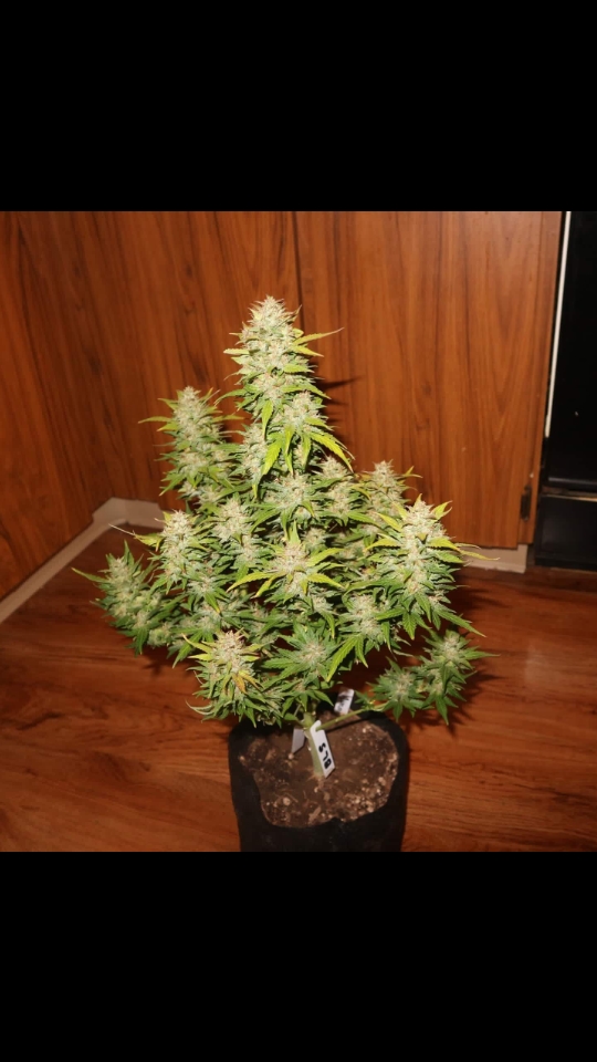 An image of AwesomeSauce Autoflower