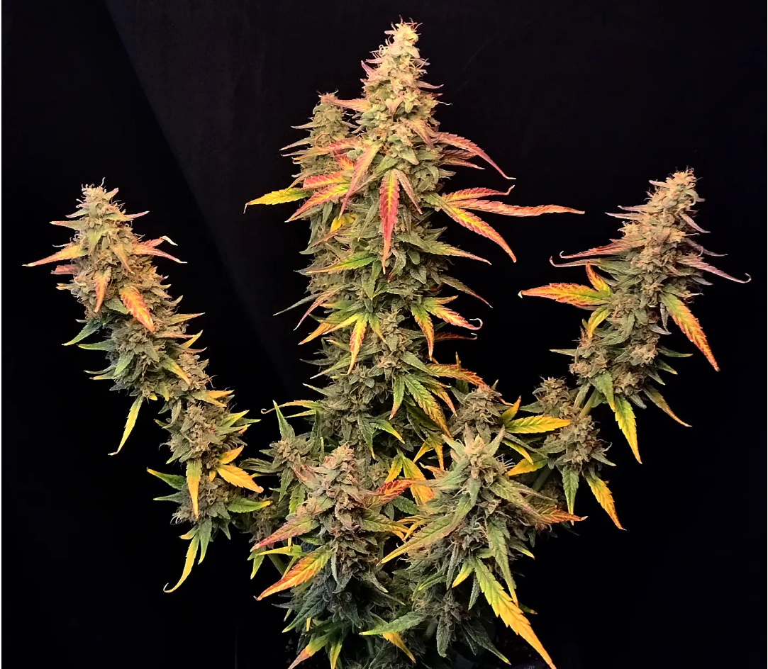 An image of Eazy Cake Auto