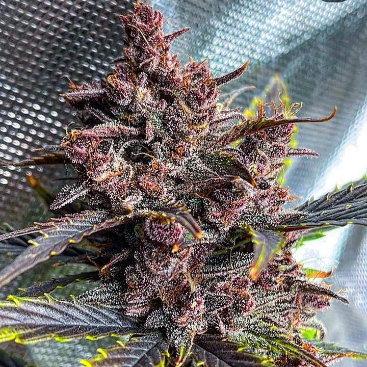 An image of Purple Drank