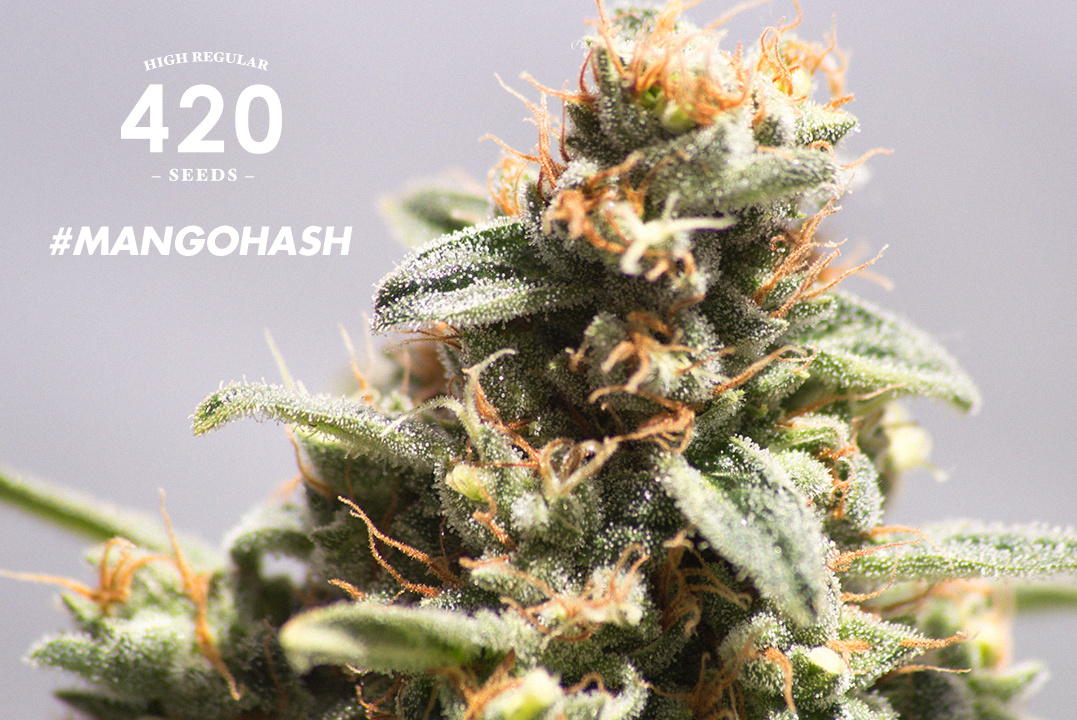 An image of Mango Hash