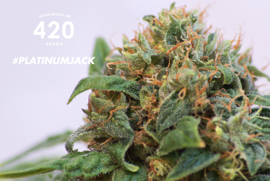 An image of Platinum Jack
