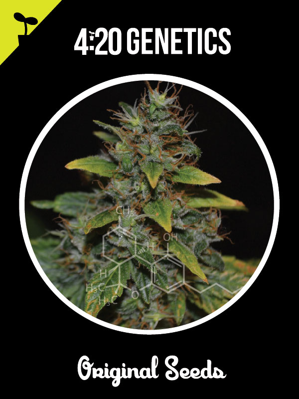 An image of Amnesia Auto
