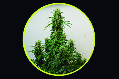 An image of Chocolope