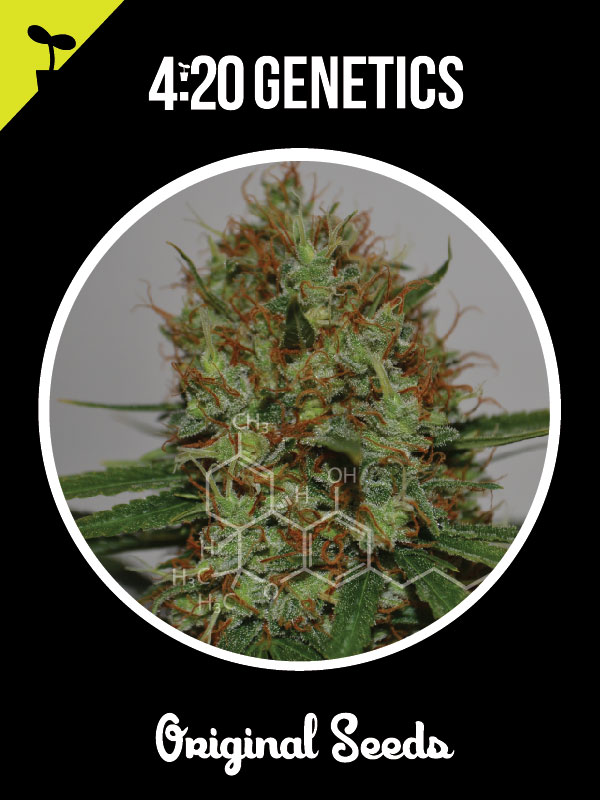 An image of Critical 47 Auto