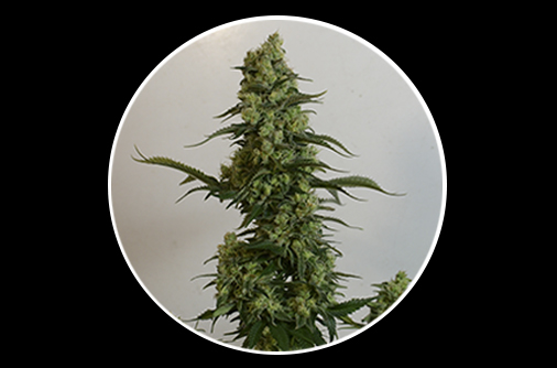 An image of Jack Herer Auto