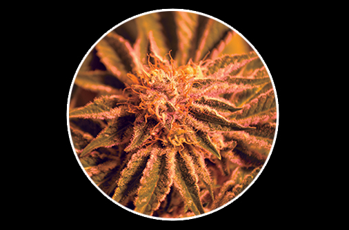An image of Mandarine Auto
