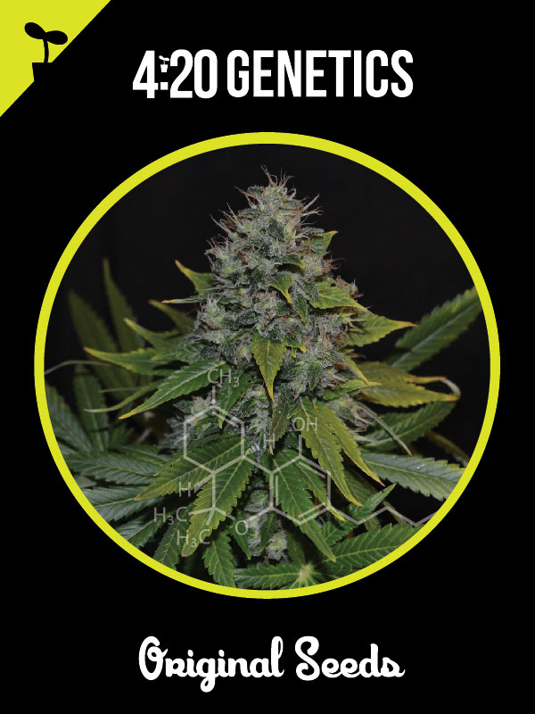 THXE 210mg配合 LIVELINE-OG KUSH＋3.5g OG Kush 3ML THCa Diamonds Vape | Twenty One Cannabis