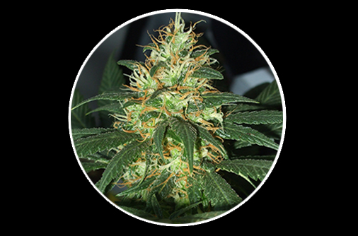An image of Tangerine Auto