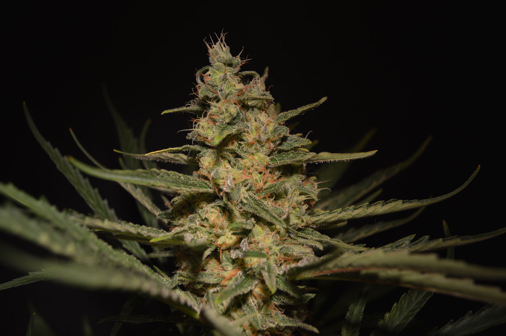 An image of HighRider Auto
