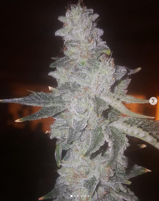 An image of Alaskan Funk