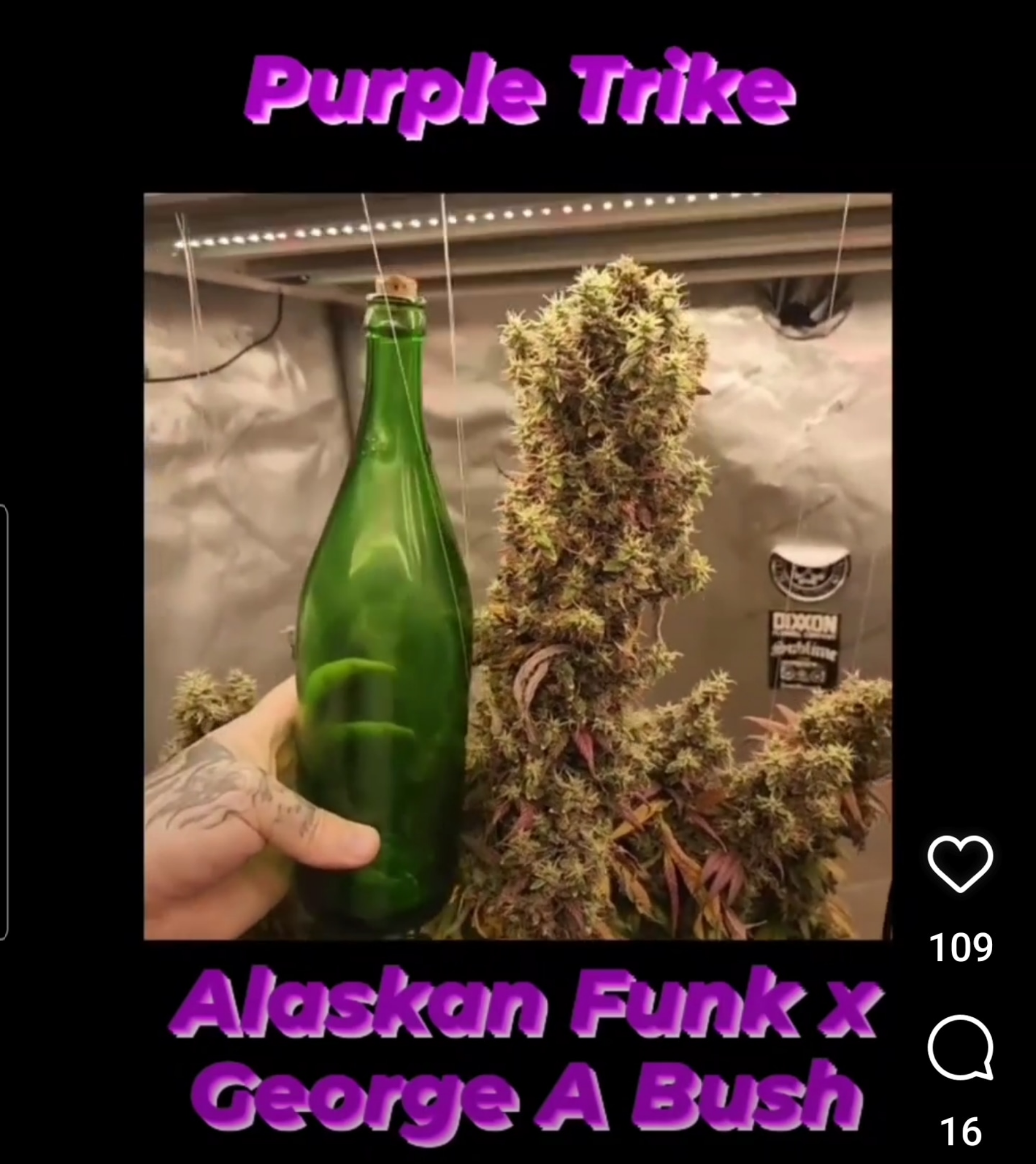 An image of Purple Trike