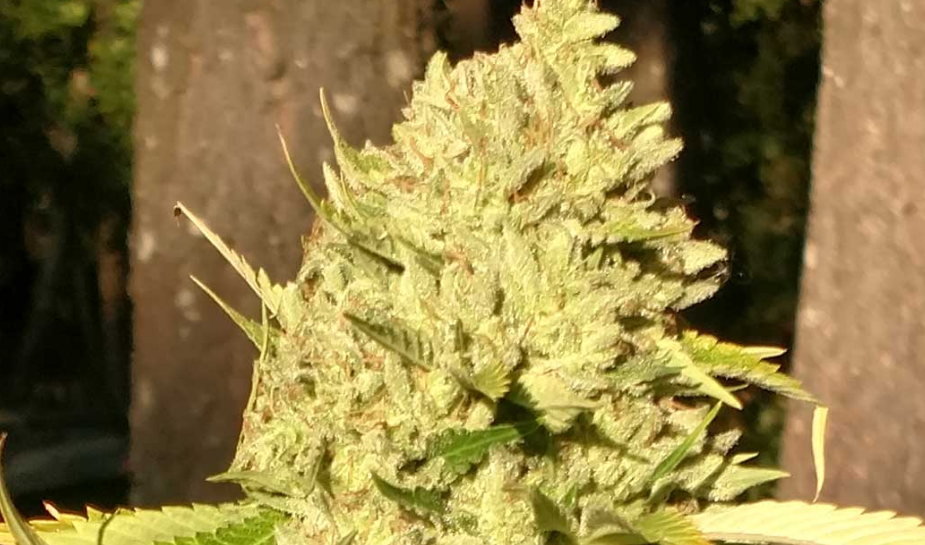 An image of 707 Kush