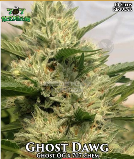 An image of Ghost Dawg