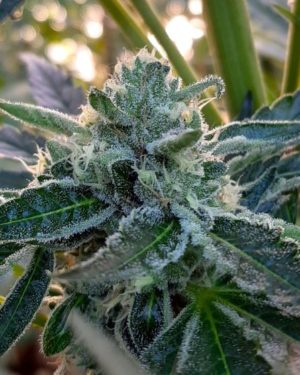 An image of Imperial Dank
