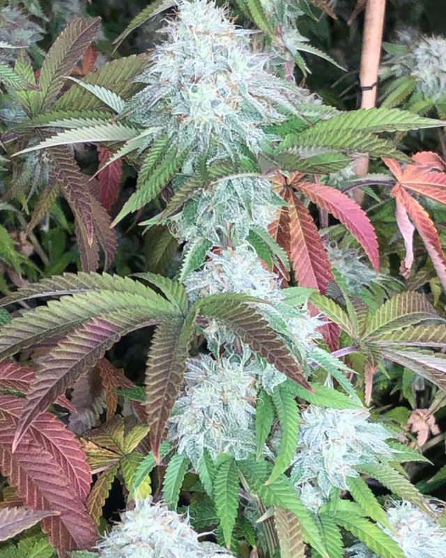 An image of Sherbert Sunrise