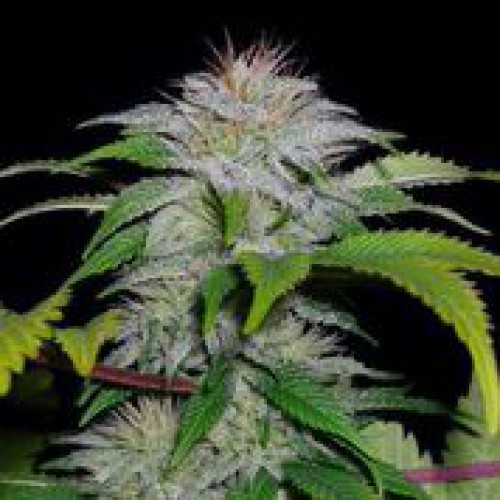 An image of Auto White Candy