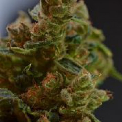 An image of Auto 710 Diesel