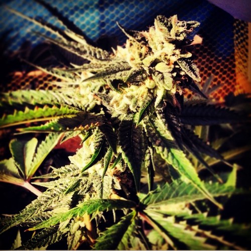 An image of Blue Chemdawg