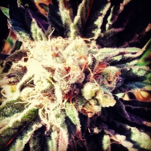 An image of Fruity Widow